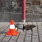 Image TRAFFIC-LINE Traffic Cones - With Reflective bands  (2)